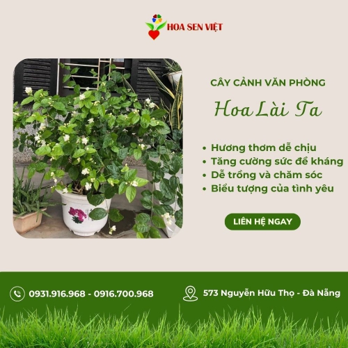 Cây Hoa Lài Ta