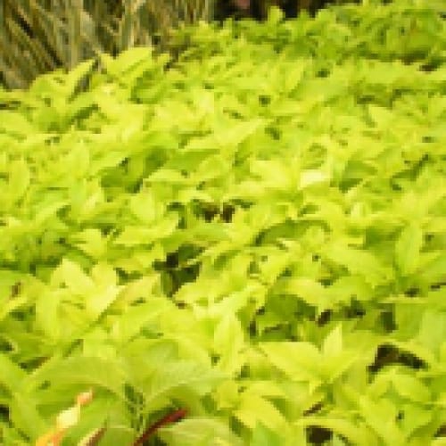 Cây lá trắng- bạch tạng