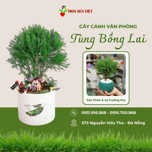 Cây Tùng Bồng Lai
