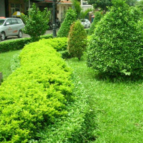 Cây chuỗi ngọc