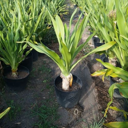 Cây Đại Tướng Quân - Cây Náng