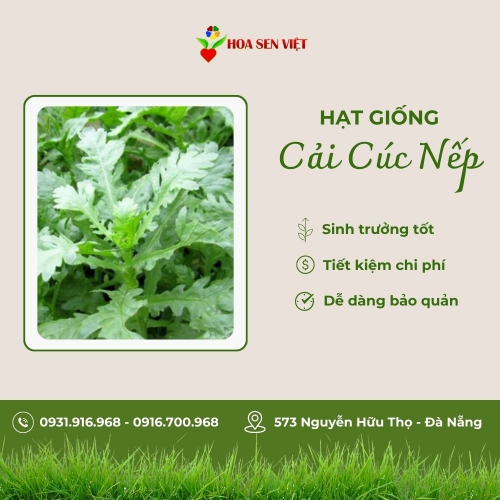 Hạt giống cải cúc nếp cao sản