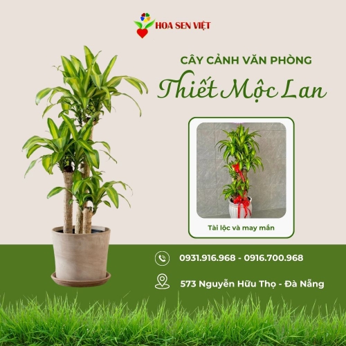 Cây Thiết Mộc Lan Văn Phòng