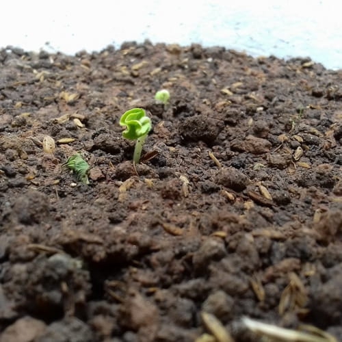 Bán đất trồng rau sạch Đà Nẵng