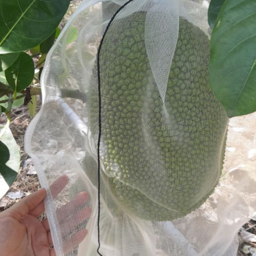 Bao lưới cước - 55x70cm