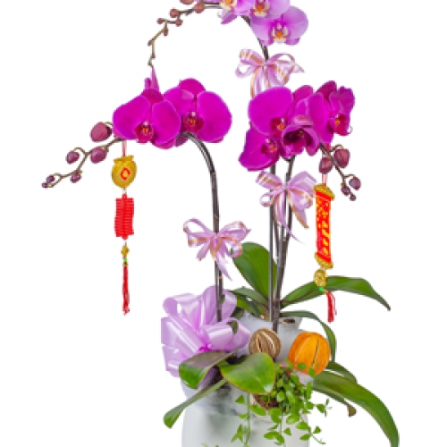 Lan hồ điệp - Khu vườn xuân