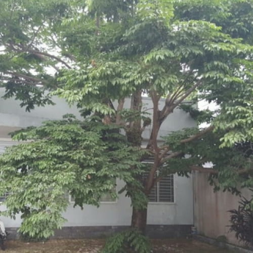 Cây giáng hương Đà Nẵng