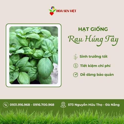 Hạt giống húng tây