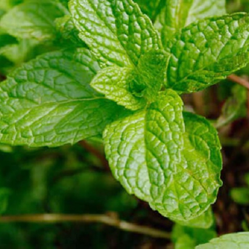 Hạt giống Húng Lũi