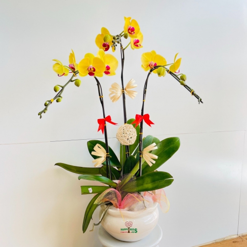 Chậu lan vàng 3 cành 01