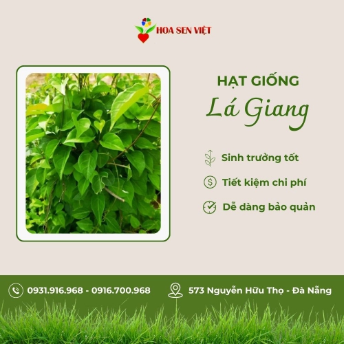 Hạt giống lá giang