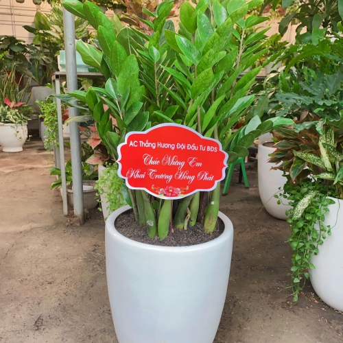 Dịch vụ cho thuê cây văn phòng Đà Nẵng – Không gian làm việc xanh, hiệu quả hơn