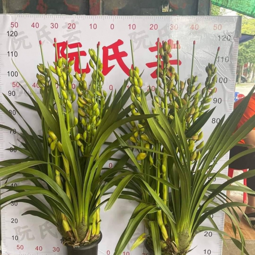 Hoa Địa Lan Vàng