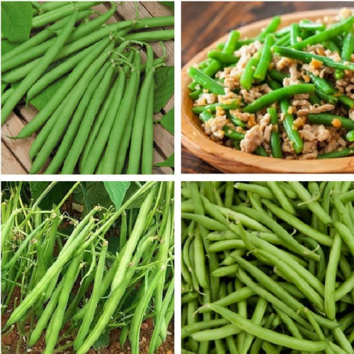 Hạt giống đậu cove hạt trắng dạng bụi