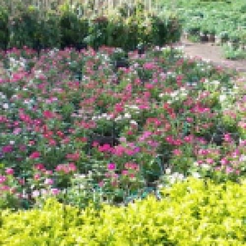 Cây hoa dừa cạn