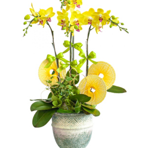 Lan hồ điệp - Phát tài