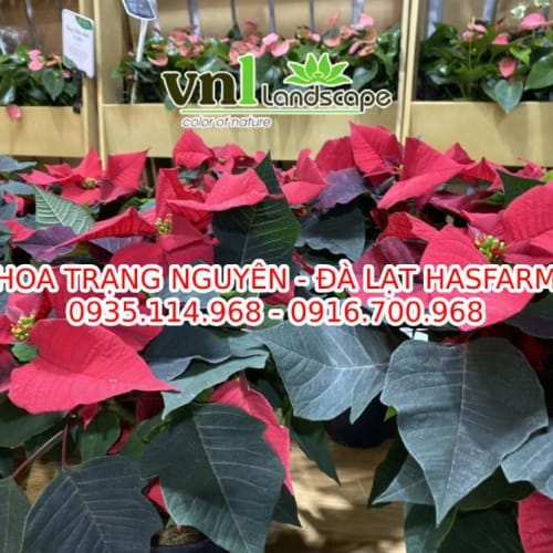 Hoa trạng nguyên - Đà Lạt Hasfarm