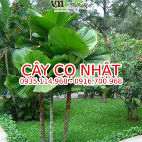 Cây Cọ Nhật - Cây Kè Nhật