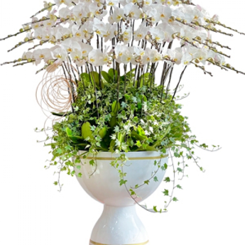 Lan hồ điệp - Hồ điệp chậu 40 cành