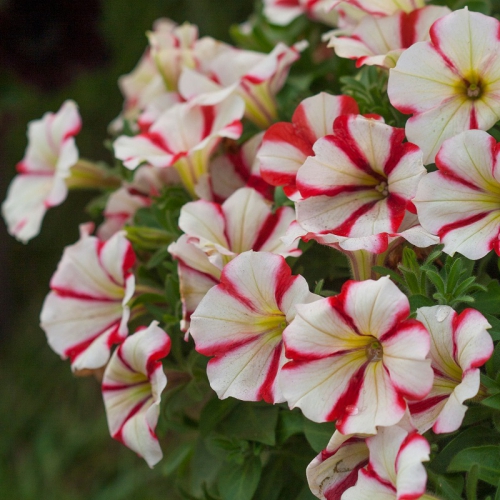 Hạt giống hoa Dạ Yên Thảo sọc