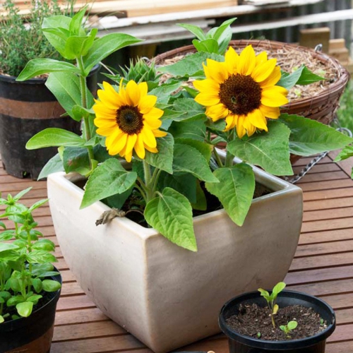 Hạt giống hoa hướng dương lùn