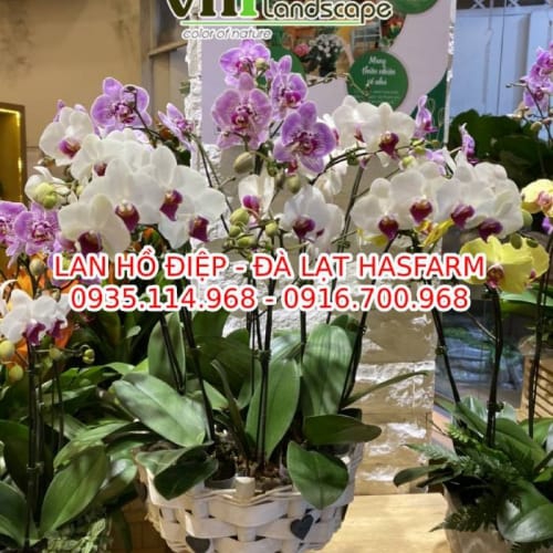 Lan hồ điệp - Đà Lạt Hasfarm