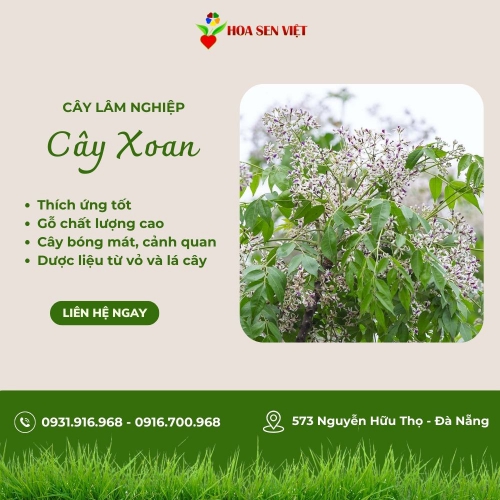 Cây xoan chịu hạn