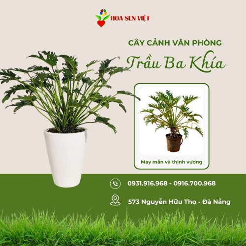 Cây Trầu Bà Khía