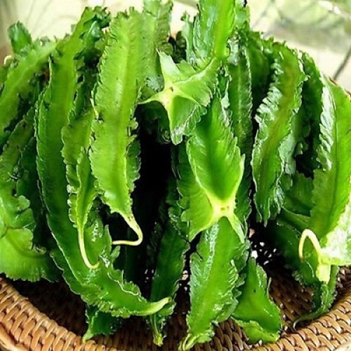 Hạt Giống Đậu Rồng Thái