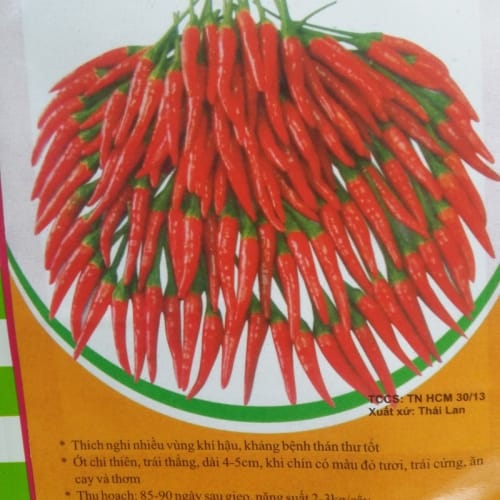 Hạt giống ớt chỉ thiên