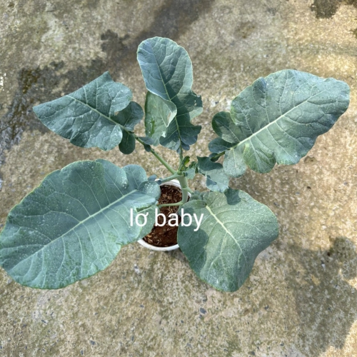 Cây giống súp lơ baby