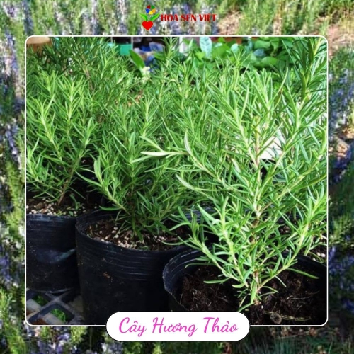 Cây Hương Thảo Đà Nẵng Giá Tốt