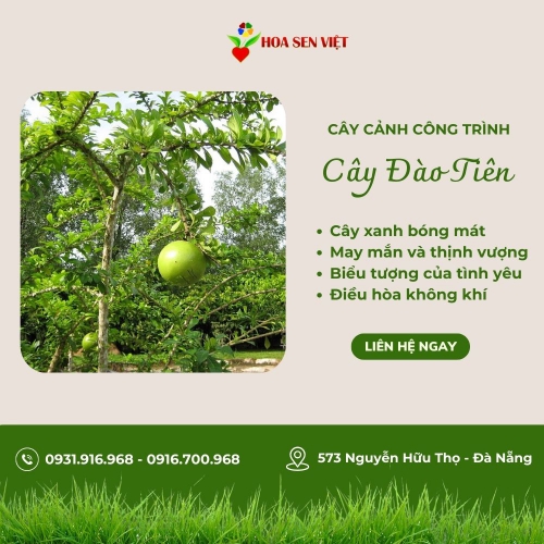 Cây Đào Tiên Đà Nẵng