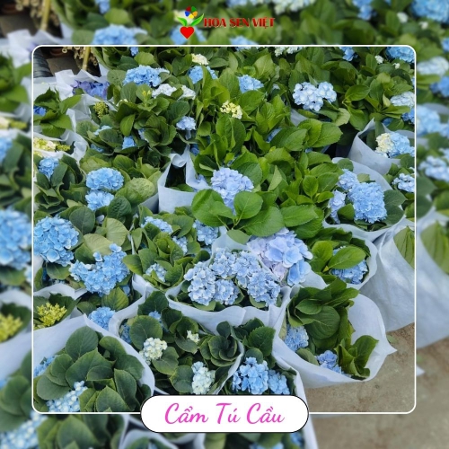 Hoa cẩm tú cầu