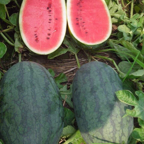 Hạt giống dưa hấu F1