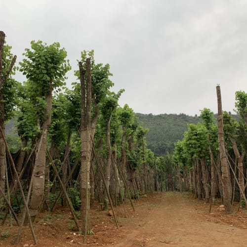 Bao bố bó cây cảnh công trình - Vải bố bó bầu cây, thân cây