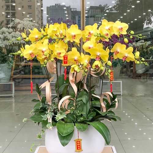 Lan hồ điệp vàng