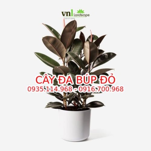 Cây đa búp đỏ