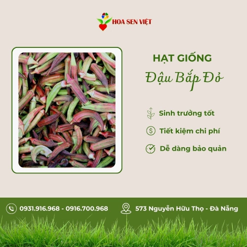 Hạt giống đậu bắp đỏ