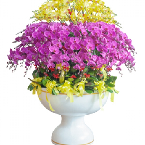 Lan hồ điệp 100 cành