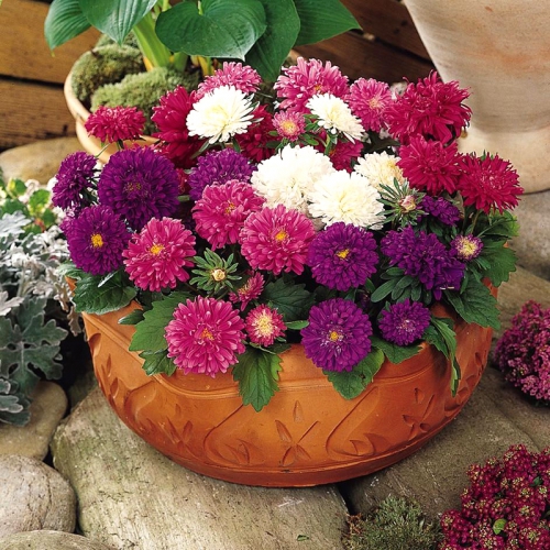 Hạt giống hoa Cúc Đài Loan