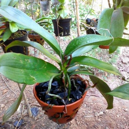 Giá thể than củi trồng lan - Túi 5dm