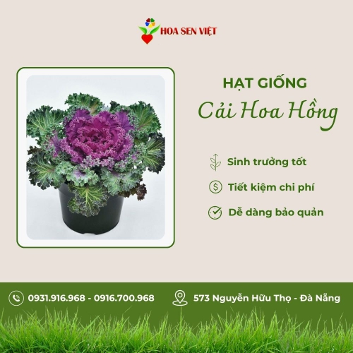 Hạt giống cải hoa hồng