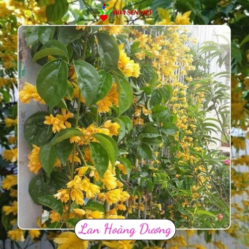 Cây lan hoàng dương Đà Nẵng giá rẻ