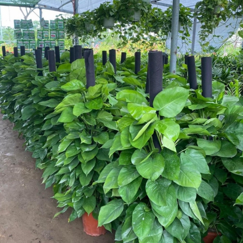 Cho thuê cây Đà Nẵng