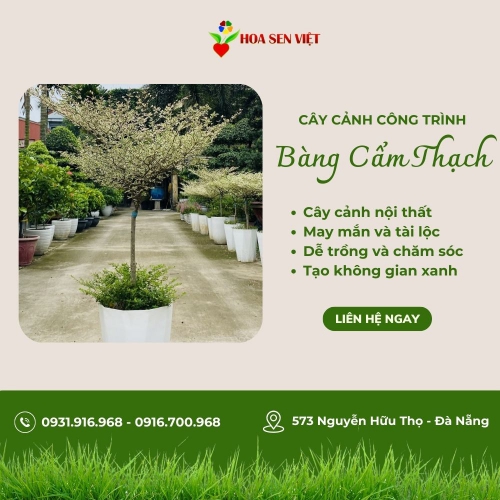 Cây Bàng Cẩm Thạch Đài Loan