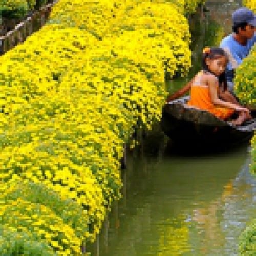 Cúc mâm xôi Tết đong đầy