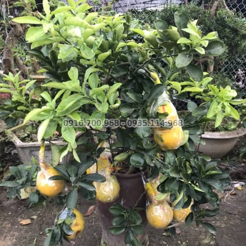 Cây bưởi chưng tết Nguyên Đán