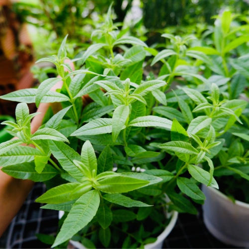 Cây giống sả chanh Pháp