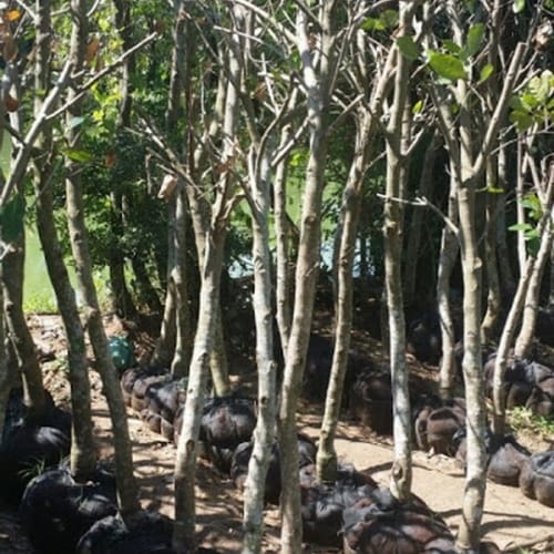 Cây mít công trình